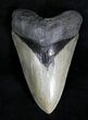 Stellar Megalodon Tooth - North Carolina #28155-1